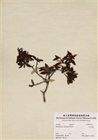 藏品(紅毛杜鵑)的圖片
